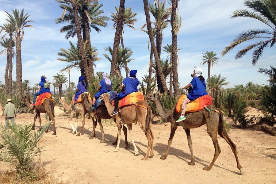 Marrakech Camel Ride